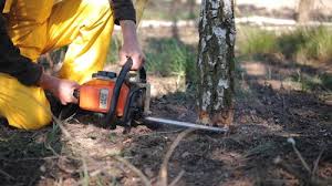 Reliable Montpelier, OH Tree Care  Solutions