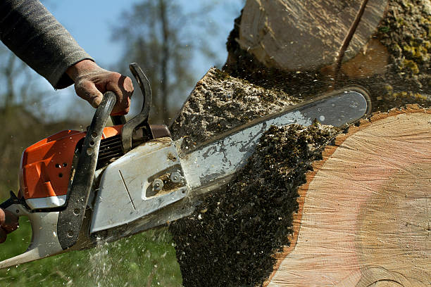 How Our Tree Care Process Works  in  Montpelier, OH